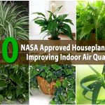10 Best Houseplants That Purify The Air In Your Home Or Office