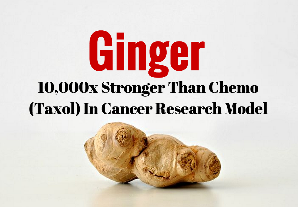 New Study Ginger is 10,000x Stronger Than Chemo (Taxol) in Cancer