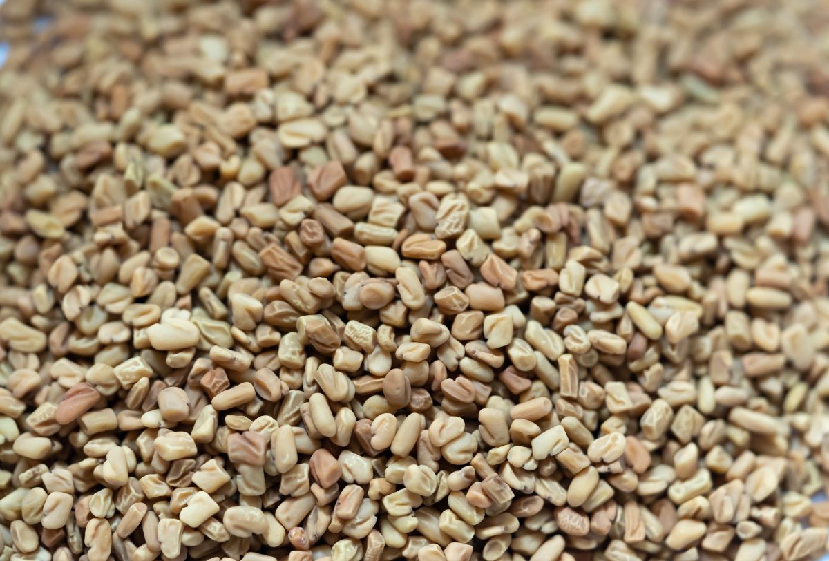 Fenugreek Antidiabetic, Digestion, Lactation Simply and Naturally